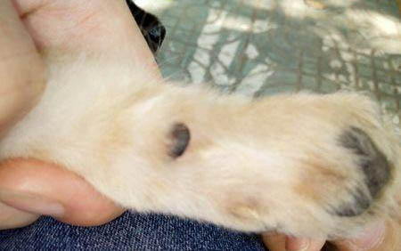 孕婦被狗爪子抓傷了怎么辦