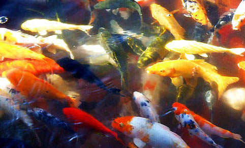 魚缸過濾棉如何正確清洗