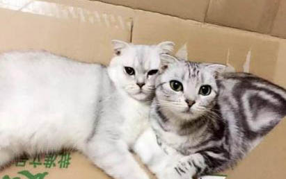 小貓可以吃西瓜嗎
