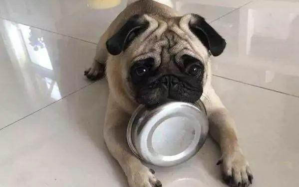 狗狗得了犬瘟以后到底多久才能治好