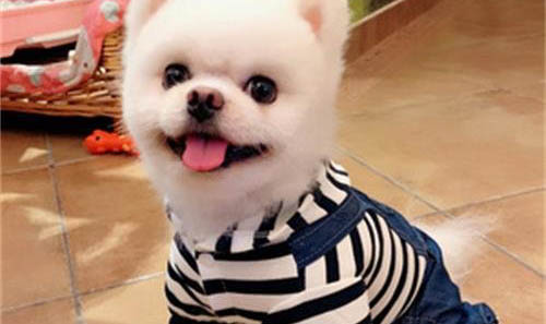 剛買回來的博美幼犬怎么樣喂養呢