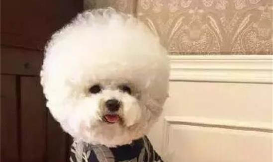 狗狗年齡牙齒對照表 結構圖