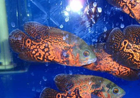 地圖魚水溫要多少合適