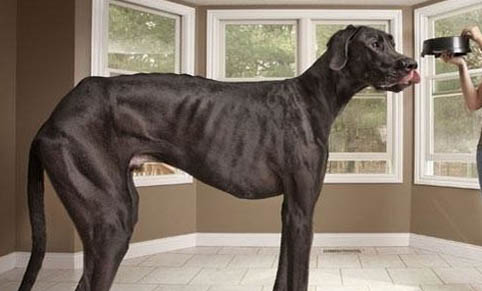 治療犬瘟抽搐的特效藥