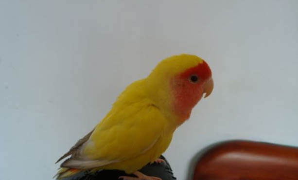 玄鳳鸚鵡多大可以繁殖
