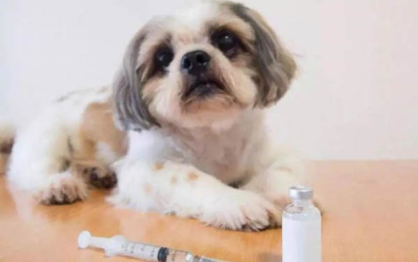 被狗咬了要打針嗎