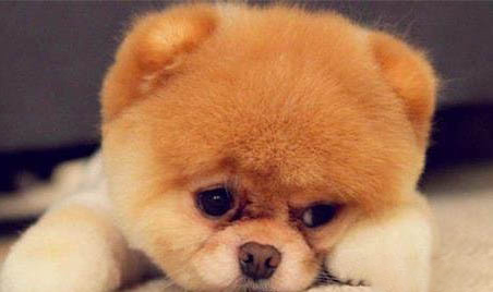 博美犬好不好養