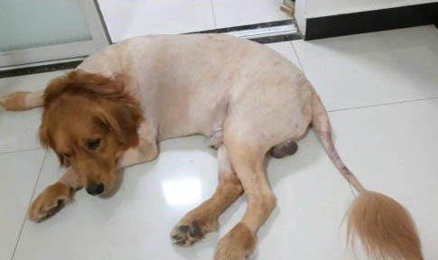 狗狗冠狀病毒好多久可以洗澡