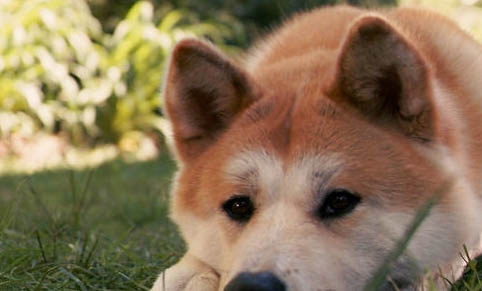 秋田犬一般多少錢