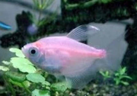 金魚肚子大了多久產卵