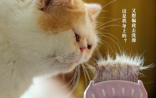 貓咪肚子上有小肉粒