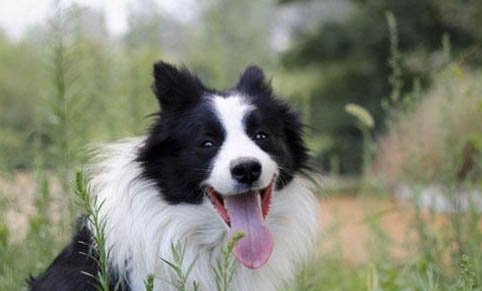 邊境牧羊犬的壽命一般是多久