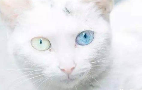 如何正確飼養異瞳貓?