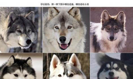 哈士奇純種價格大概多少
