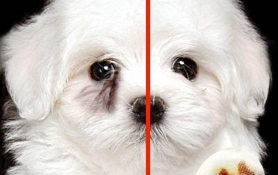 泰迪犬優缺點有哪些?