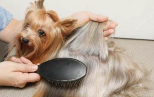 寵物犬有哪些品種