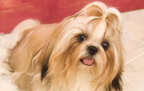 西施犬嘔吐不吃東西的原因及處理方法