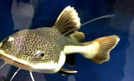養(yǎng)熱帶魚需要什么設(shè)備