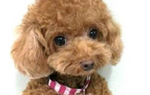 出售純種高加索犬圖片