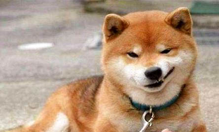 柴犬嘔吐白沫還不吃東西怎么辦呢