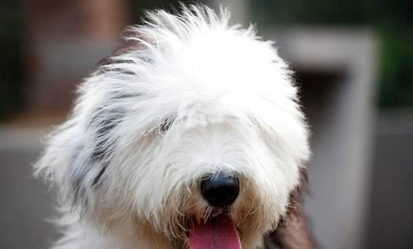 蘇格蘭牧羊犬得細小怎么辦