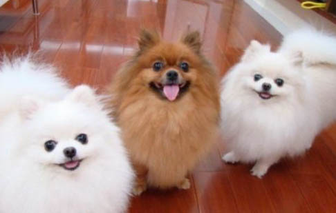 博美犬感冒需要禁食禁水嗎
