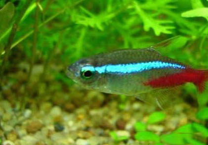 紅綠燈魚能和金魚混養嗎