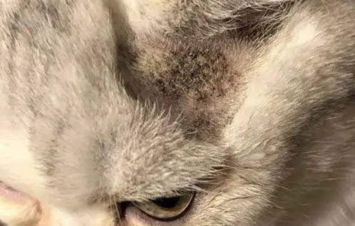 請問貓咪嘔吐的原因及處理方法?