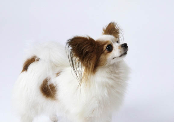 怎么判斷蝴蝶犬是不是難產
