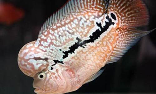 羅漢魚可以和什么魚混養