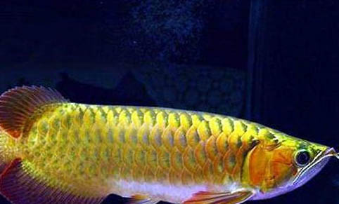 龍魚(yú)跳缸原因及處理方法