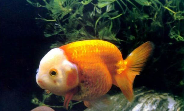 觀賞魚黑死病的病因分析