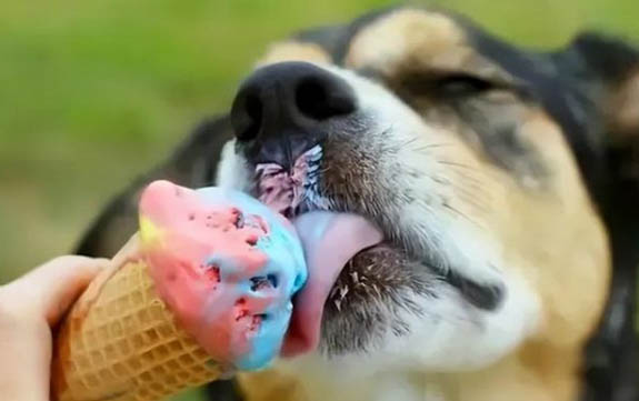 教狗狗上廁所的好辦法有哪些
