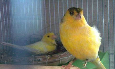芙蓉鳥飼料配方