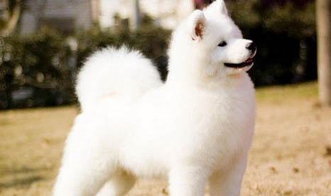 喂養(yǎng)薩摩耶犬的要點(diǎn)