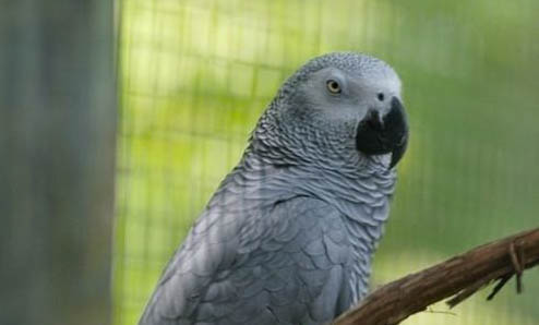 玄鳳鸚鵡多大可以繁殖呢?