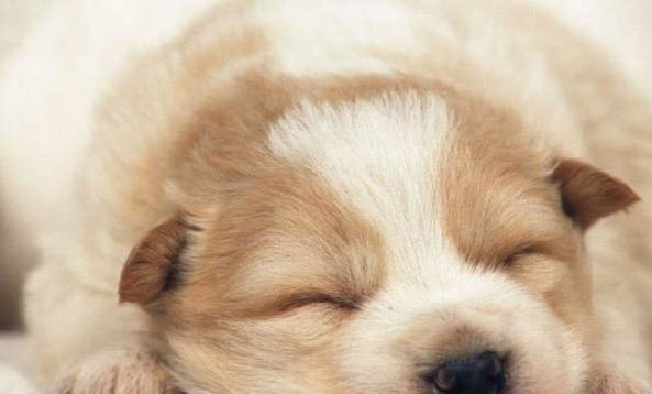 剛出生的狗狗不吃奶會餓死嗎