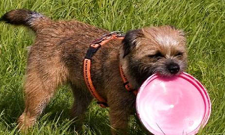 英國獵狐犬的體重大約是多少