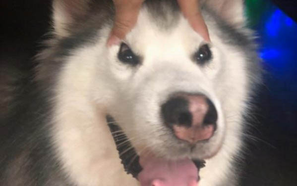 狗狗腳底發(fā)紅