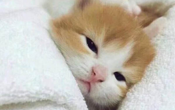 快速找到貓咪的方法