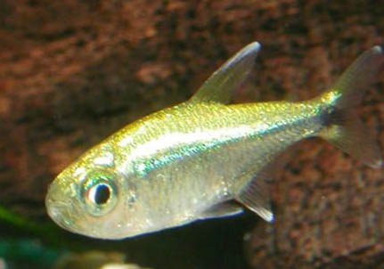 養(yǎng)什么魚容易爆缸