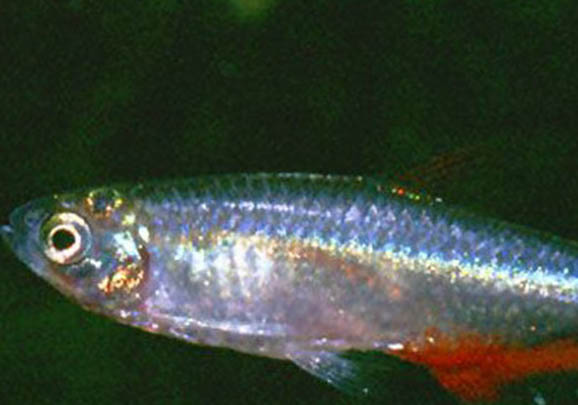 什么觀賞魚好看又好養