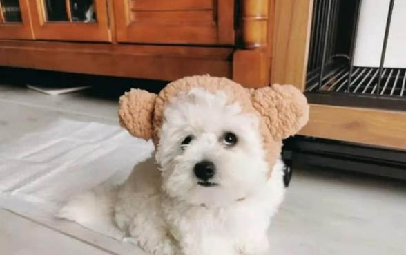 狗狗想吐吐不出來是什么原因
