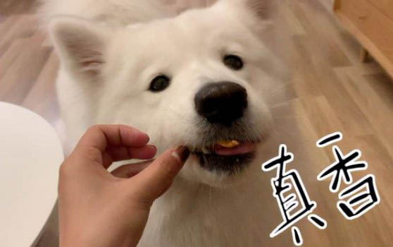 狗的習性