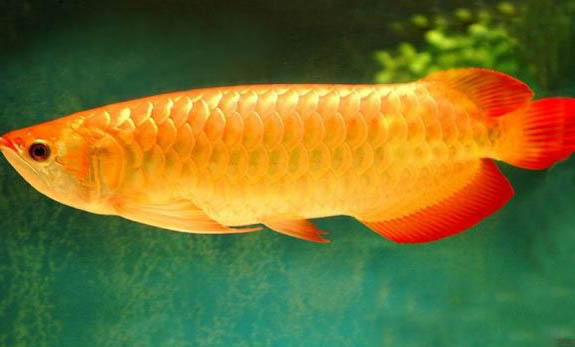 銀龍魚混養應該注意什么?