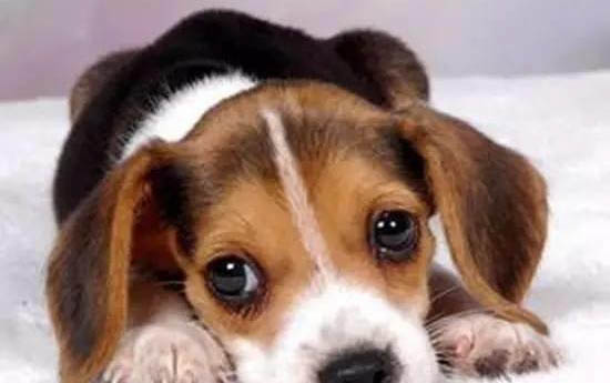 犬瘟一般多久能治愈？