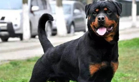 怎樣訓(xùn)練羅威納犬？