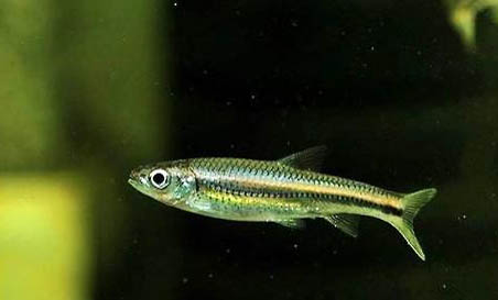 胡子魚(yú)繁殖技巧