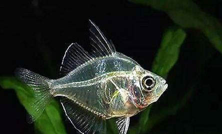 玻璃貓魚好養嗎？