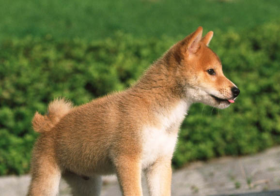 日本柴犬干咳的原因及處理方法